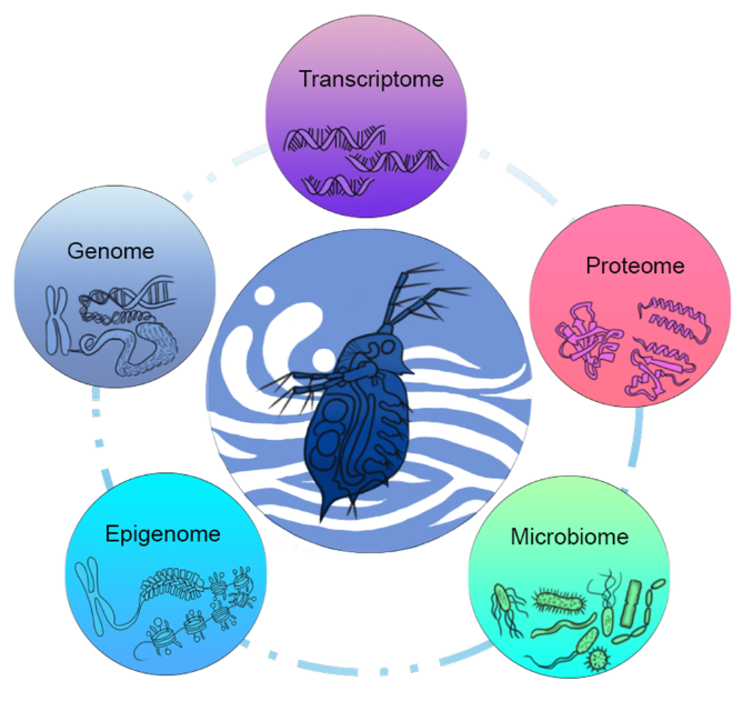 iDaphnia Research Diagram